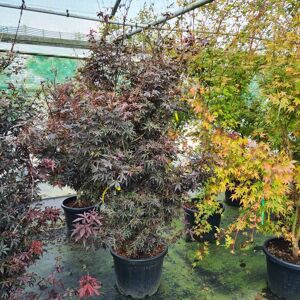 Acer palmatum 'Skeeters' 200-250 cm